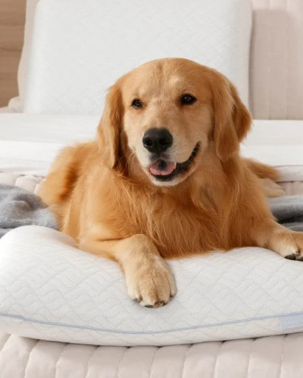 Serenity by Tempur-Pedic Cooling Memory Foam Pillow – Standard